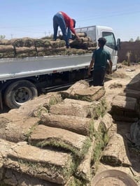 ثيل هندي • ثيل إنكليزي • مشتل الكوثر