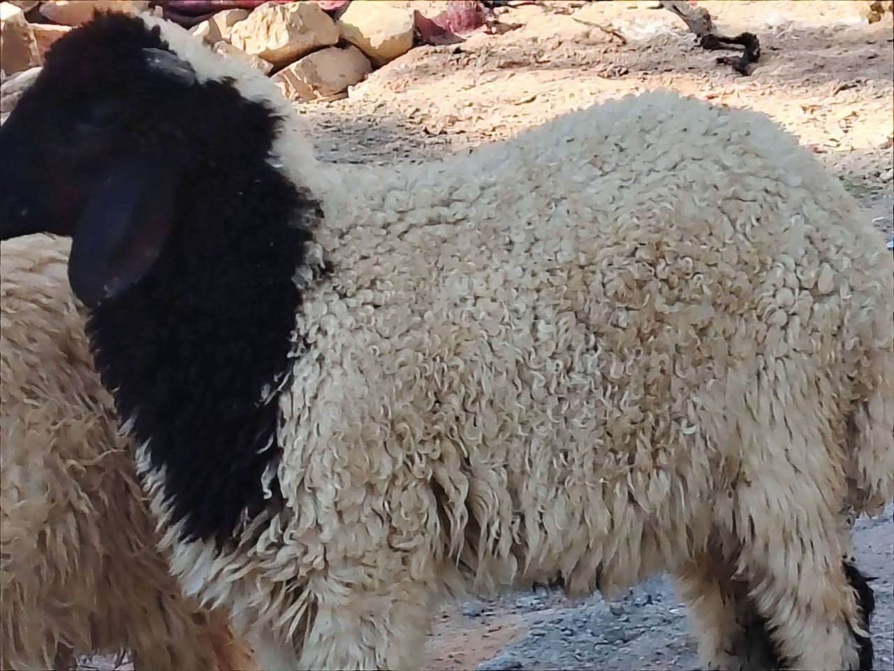 ياالله 
طليان ثنين نثايه شرط الصحاء 
طليان خشنات وسمان مناسبات 
مال جني نذر سعر الواحده 215
مكان الديوانية قضاء الشاميه 
توصيل ماكو شراي يتصل 
***********
