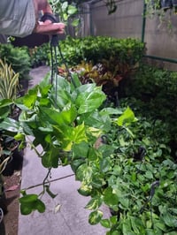 تم بحمد الله وصول نباتات الى مشتل الازهار  العنوان بغداد شارع القناة  ...