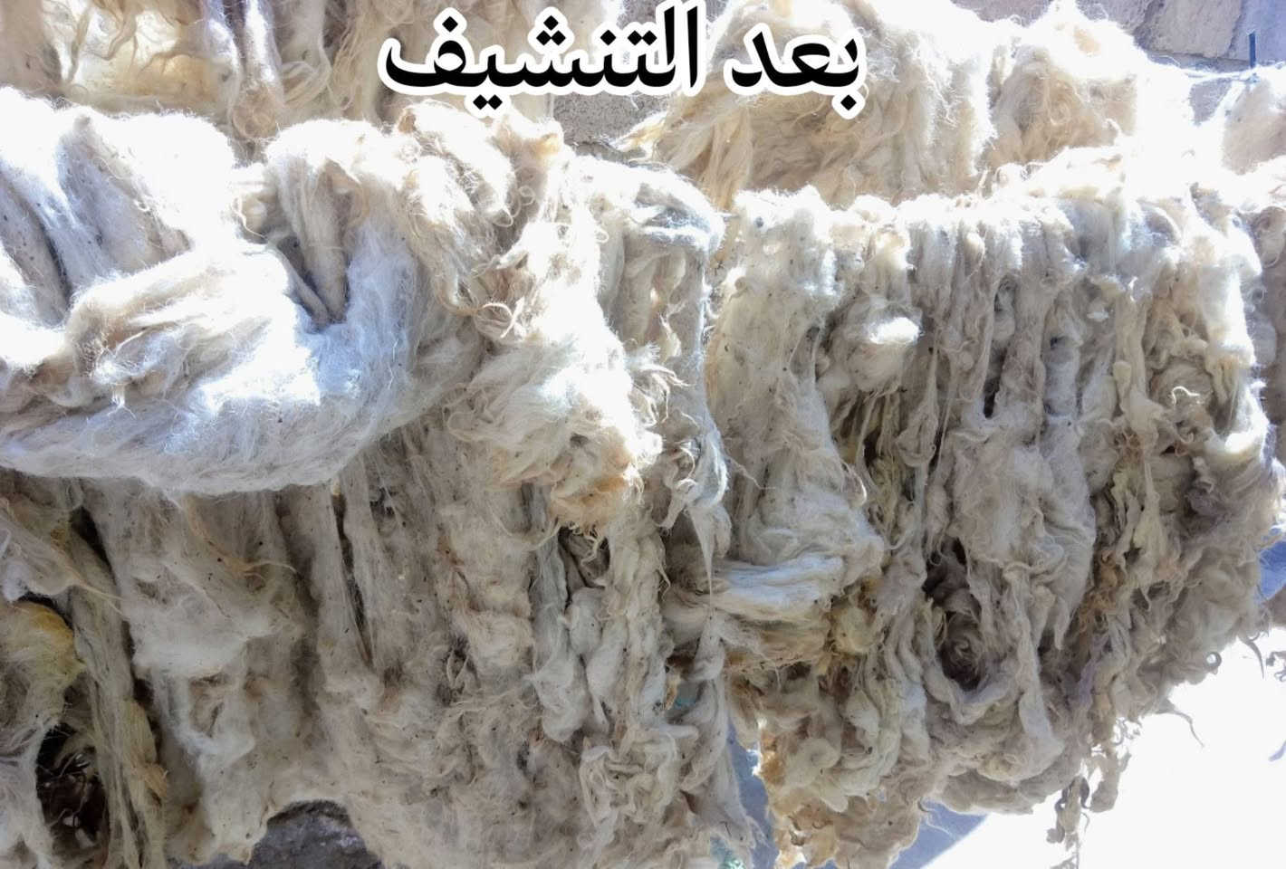 قبل الغسل وبعد الغسل                  قبل النفش وبعد النفش
سعر الغسل 1000 دينار على الجزة الواحده 
سعر النفش الكيلو 750 دينار 
الاتصال على هذا الرقم (***********)
العنوان ناحيه الشورى حي المحطه
