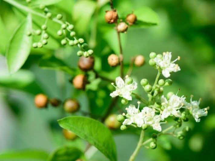 السلام عليكم متابعينا 🤍.
نعلن عن توفر مجموعه جديده من شتلات شجرة الحناء او حنة الفاو☘️☘️

 ارتفاع اقل المتر ونص تقريبا✨
السعر ٩ الف فقط🔥
 الوصف النباتي بالأسفل.

شجرة الحناء 
اسمها العلمي Lawsonia Inermis 
شجرة الحناء تنمو طبيعياً في منطقة الحجاز حيث توطن هناك في الترب الفيضية حول مجاري المياه. ويزرع في مناطق المملكة كافة بوصفه نبات زينة شجيرياً. 🌳🌳

والنبات سريع النمو ويصل في نموه إلى حد عدِّه شجرة صغيرة. وللحناء طبيعة نمو غير منتظمة، وكثير التفرع. وقد يصل ارتفاع النبات إلى 6 أمتار. 

واللحاء بني إلى رمادي اللون. والأوراق صغيرة الحجم، ولونها أخضر باهت مائل للرمادي، وبيضاوية الشكل، اعتماداً على مدى توافر الماء. و ازهار الحناء متعددة عطرية عادة ما تكون بيضاء اللون، وأحياناً تكون محمرة اللون في نورات عنقودية غير محدودة تظهر في فصل الصيف. 🌷

والثمرة علبة كروية الشكل خضراء إلى بنفسجية اللون تحتوي على العديد من البذور. ويكون التكاثر بالبذور أو العقل ولا بد من معاملة غلاف البذرة السميك بمعاملة ما قبل الإنبات قبل الزراعة. ويحتاج الحناء إلى الزراعة تحت أشعة الشمس المباشرة والحرارة المرتفعة، لكنه يتحمل الصقيع الخفيف🌨️🌨️

و شجرة الحناء يتحمل الجفاف، ويحتاج إلى الري المعتدل والري الغزير في الصيف لتحسين مظهره. 🌸🌸

ويفضل النمو في الترب الصخرية والرملية، جيدة الصرف، وهو كذلك متأقلم على الترب الثقيلة، والترب الطينية الخصبة. وهو نبات غير متحمل للملوحة. 

ويتعرض الحناء للإصابة بعدد قليل من الآفات. وللحناء أهمية اجتماعية في حياة المسلمين حيث يستخدم في مراسيم الزواج، وذلك بطحن الأوراق وعمل عجينة منها تستخدم في تزيين الكفين وباطن الرجلين أو صبغ شعر الرأس. وإذا أدخل في مكونات الحديقة؛ فإنه يعطي لها رائحة فواحة. وهو كذلك مناسب للزراعة بوصفه سياجاً، ورغم أن التقليم يزيل الأزهار ذات الرائحة الزكية؛ إلا أن الحناء يحتاج إلى التقليم لجعله أكثر تماسكاً.🌳🌳☘️

📍 متوفر توصيل لجميع محافظات العراق 🚗🚗 
📍 للحجز والاستفسار يرجى مراسله الصفحه او مراسلتنا على واتساب من خلال الرقم:
***********
