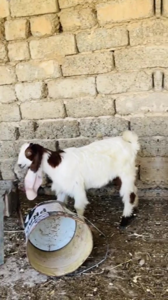 عنز افغانيه اول بطن وراها جدي واصخله وحانيه صار شهر عدل على اسفنجه
العنز خشانه فول واذان 51
السعر 950 وبيها طكة مجال
المكان العلم سمره
*********** 
لا يوجد توصيل
