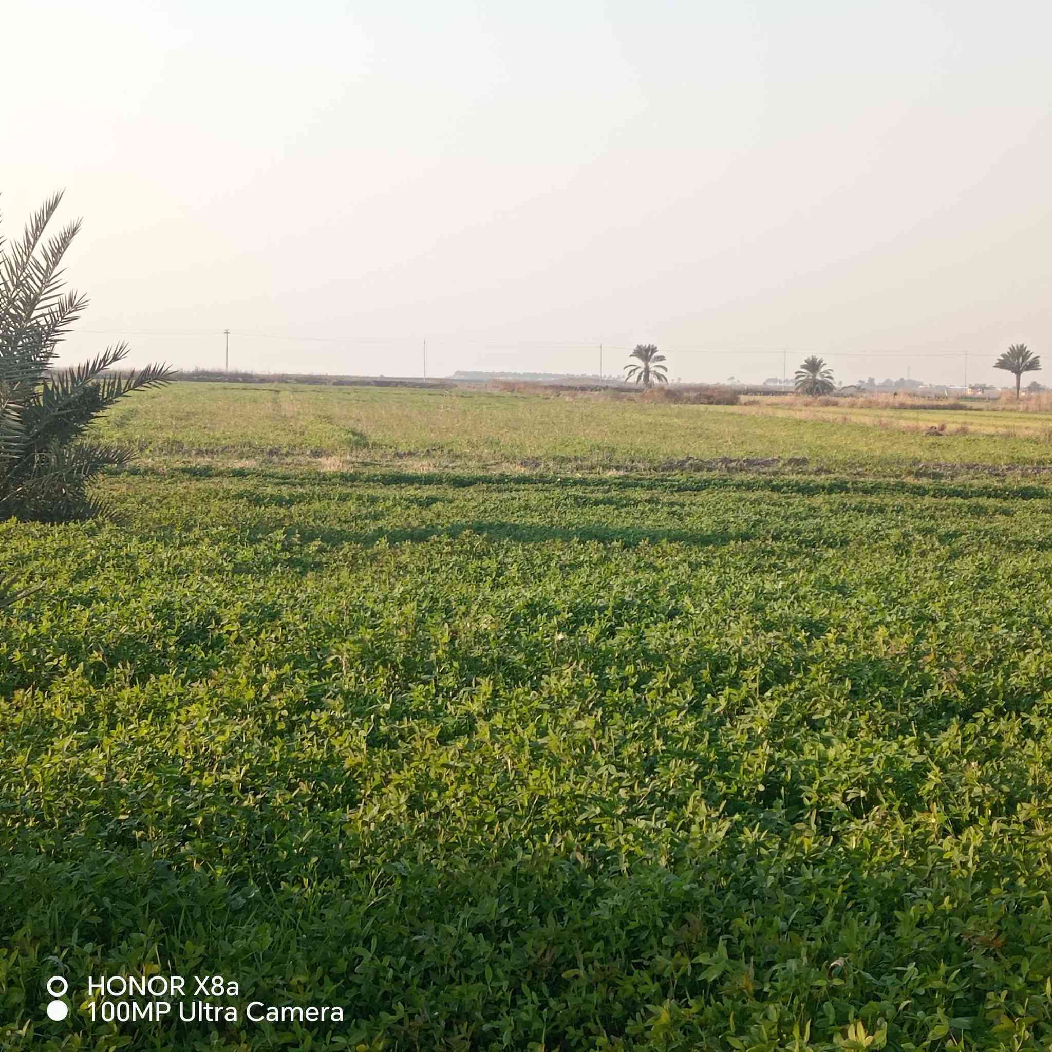 يالله
4ونص دونم عقد 17 تريده طابو خلال 5 شهر يجيك سند بسمك طابو
عل طريق المطار بغداد مقابيل المدرسه ينابيع الموده
كاع حلوه وتربته شكر
مزروعه حنطه الموسم الي فات موجوده صور بل نشر خير من الله
مي سقي كهرباء
المدرسه بتدائيه ومتوسط مقابيله
***********
