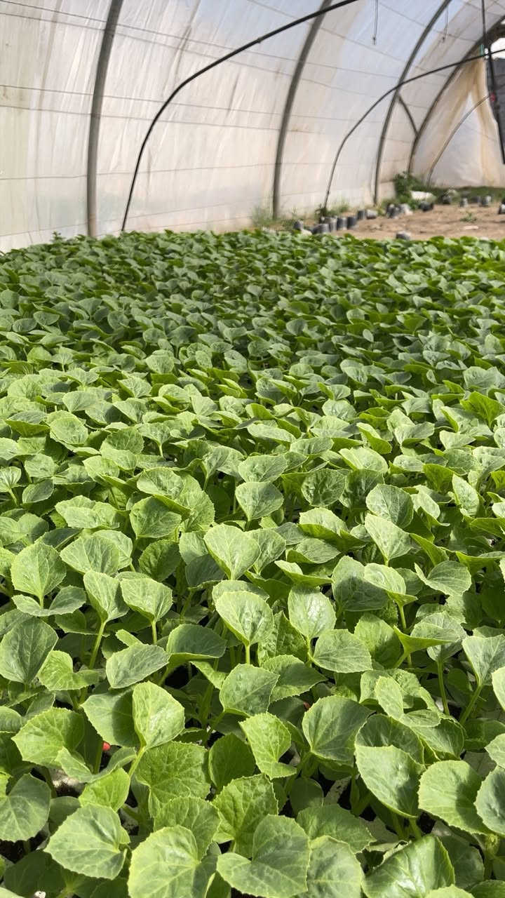 بسم الله الرحمن الرحيم 
يتوفر دايات بطيخ بكافة لاصناف و النوعيات 
صنف بطيخ عبير
صنف بطيخ مي
صنف بطيخ كاسيو (مخطط )
العنوان اليوسفية الطريق السريع قبل علوه بغداد المركزيه 
مجاور شركة ديار الكرم
للاستفسار والطلب لاتصال بال ارقام التالية 
عمر الجبوري ***********
م/بكر عمر ***********
