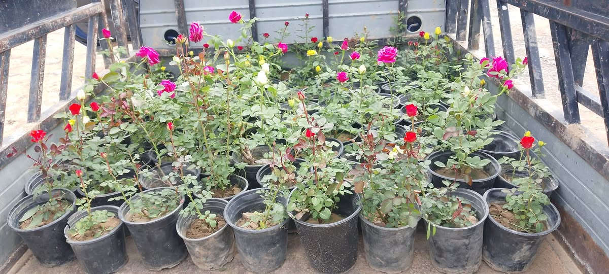 جوري جاهز للبيع 
ناحية الزاب مفرق الصباغية 
***********
