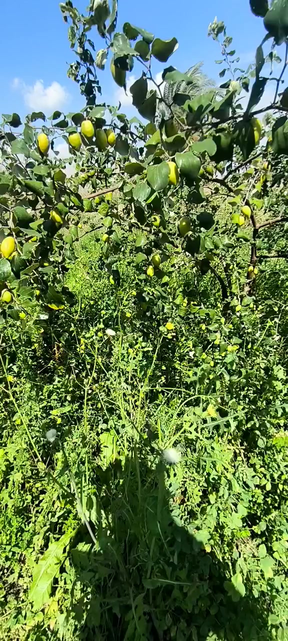 العنوان الديوانيه قضاء عفك قريه شط حسين 
رقمي  ***********
