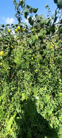 الديوانيه • قضاء عفك • شط حسين