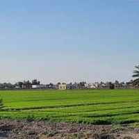 التاجي • مخدومة • ١٥ دونم