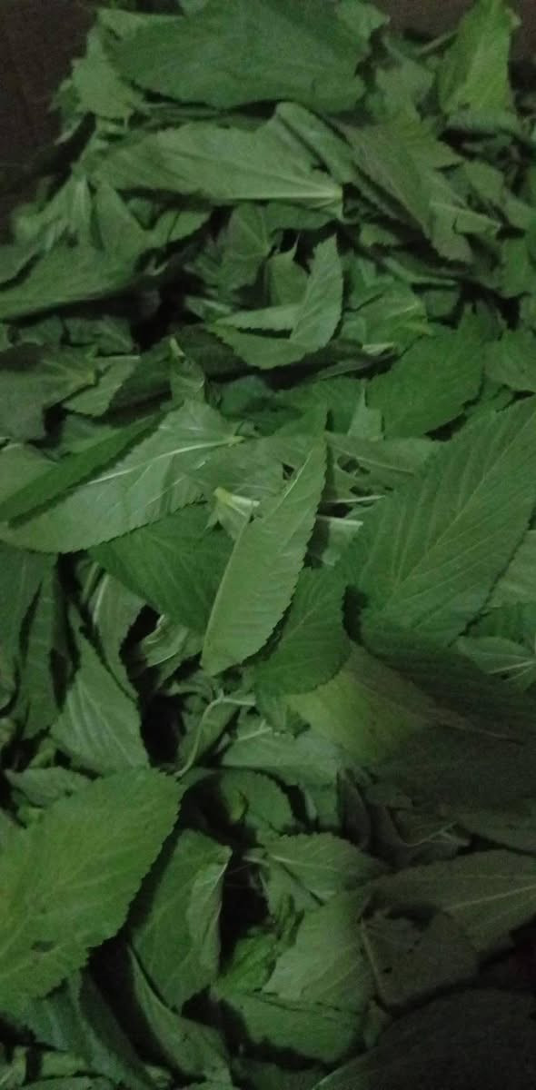 مساء الخير يتوفر لدينا
ملوخية خضرا تازه 
ملوخية يابسة  
ملوخية بعيدان
الي بدو يحجز يتواصل ع خاص
وفي توصلية كافة اربيل


**إذا كنت صاحب هذا الإعلان وتريد حذفه لأي سبب، رجاءا أرسل رسالة إلى الدعم الفني**