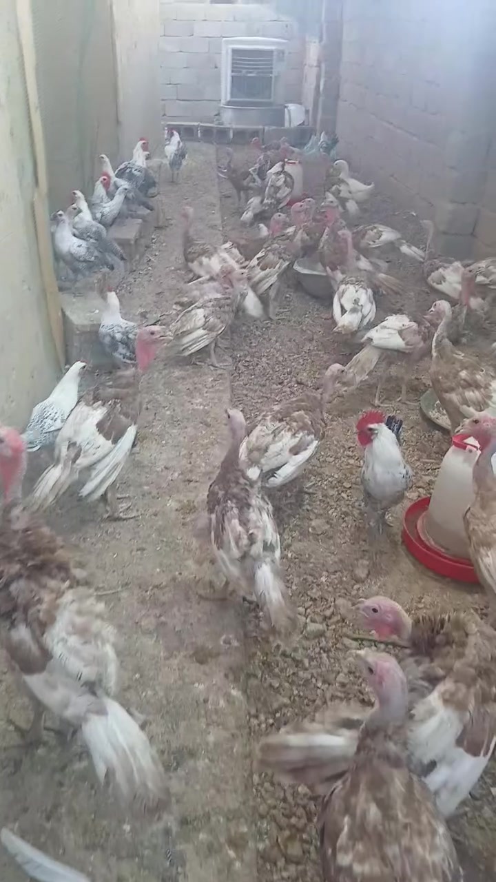 السلام عليكم من رخصة الادمن عندي ٣٨ ديج فسيفس هولندي عمر ٤ اشهر واربع فروجات فسيفس نصحات مشاءالله تبارك الله الديج ٣٥الف  والفروجه ٢٣الف وعندي ٩ دجاجه و٧ دوجه فيومي على وشك يبيض الزوج ٣٥ ابيع شلع حياكم الله العنوان حي الصناعة +9647759630433


**إذا كنت صاحب هذا الإعلان وتريد حذفه لأي سبب، رجاءا أرسل رسالة إلى الدعم الفني**