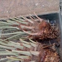 فسائل كبار • نخل زهدي • توصيل الكرابله