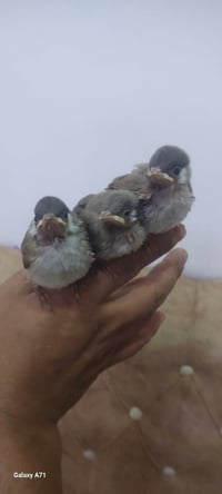 متاح افراخ بلابل 3 راويات وحلوات اليفات طينه عش واحد شرط سعر التك 20  ...