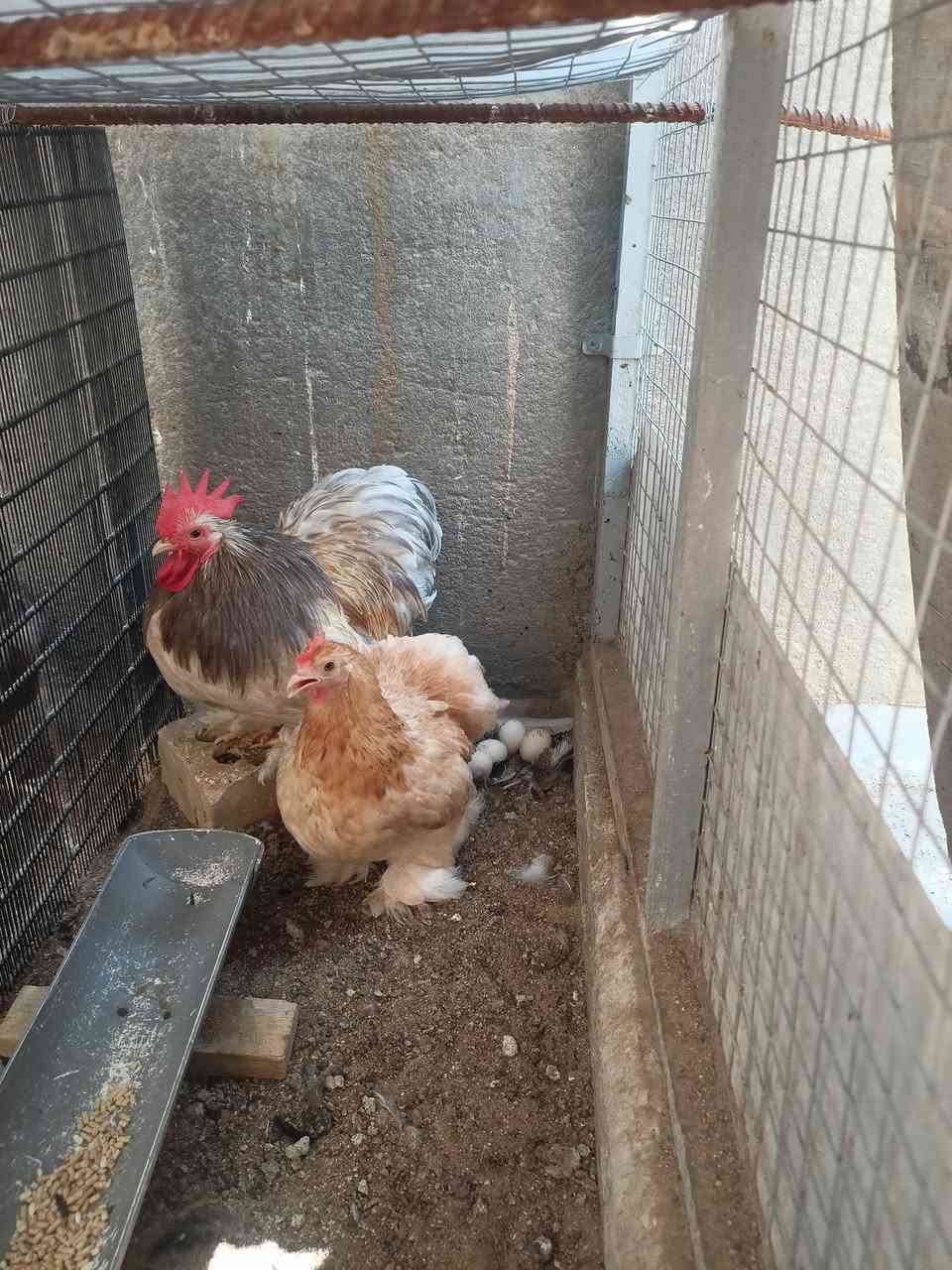 كوشن ديج ودجاجه بياضه 
كربلاء// حي الأطارات


**إذا كنت صاحب هذا الإعلان وتريد حذفه لأي سبب، رجاءا أرسل رسالة إلى الدعم الفني**