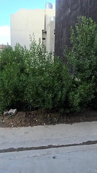 حي الواسطي • ١٢٥م • طابو