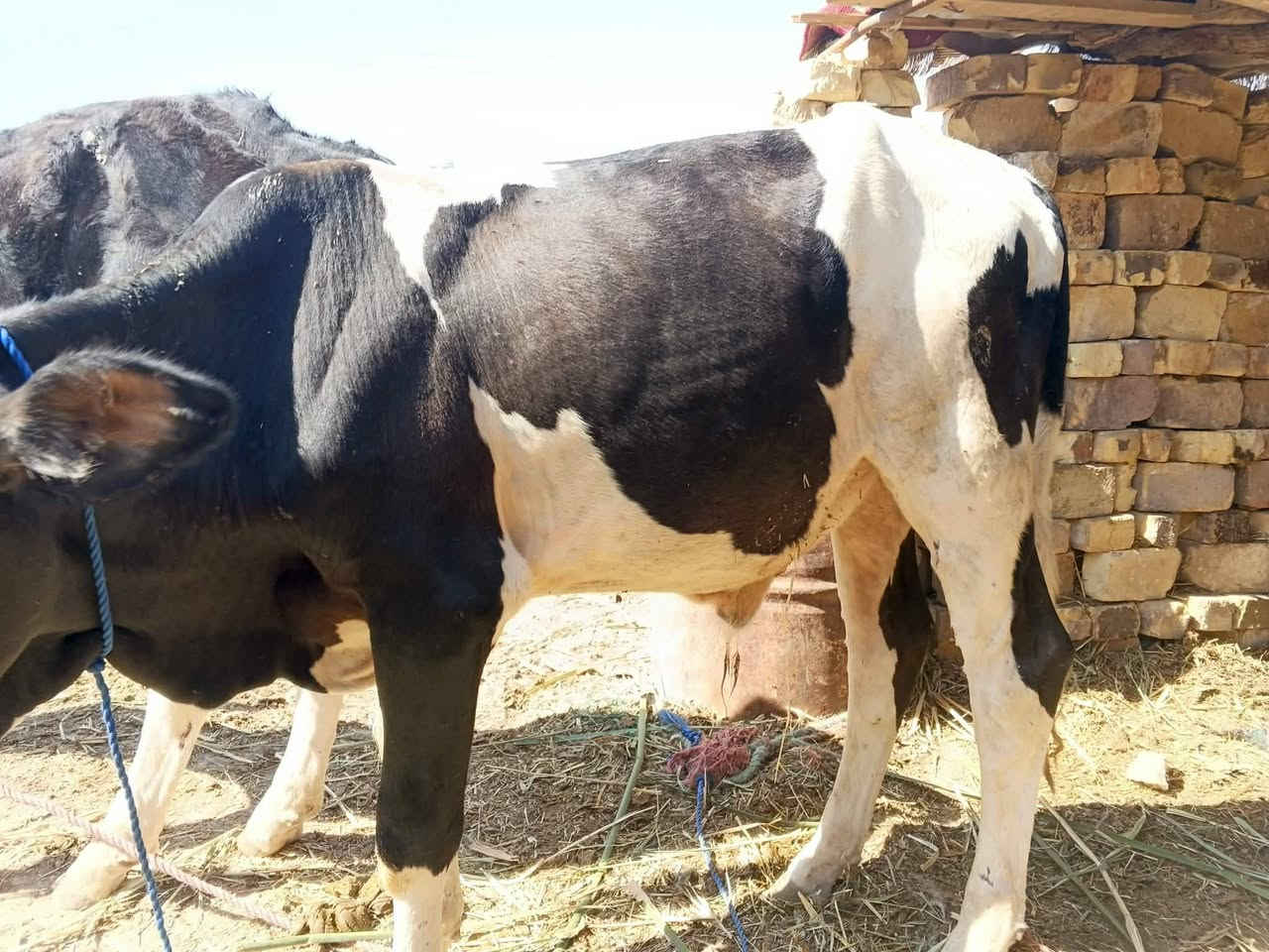 عجول البيع عدد 5 مكان عماره على الحولي قرب محطه مال بيت حجي مخيلف السعر الواحد مليون و 300 وبيه مجال 
***********
