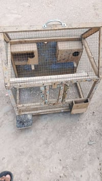 قفص طيور • طيور حب • ابو غرق الاوسط