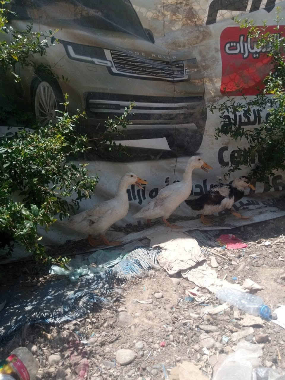 السلام عليكم يوجد دجاج عرب شرط نظيف درجه اولى مال بيت فسيفس فحل ب 75 ونثايه فسيفس العدد اثنين الوحده 30 ودجاج عرب سعر الدجاجه الوحده 12,000 ويوجد بط بياض سعر البطه سعر الزوج ب 12,000 دينار ويوجد بطء صغار سعر الزوج 10وقبچ سعر الزوج 25 ثنين فحله وواحد نثيا بياضه المكان تكريت القادسيه اقرا وردي الاتصال والاستفسار *********** ويوجد دجاجه كاركه بيض فسيفس وقبل جواها ب30
