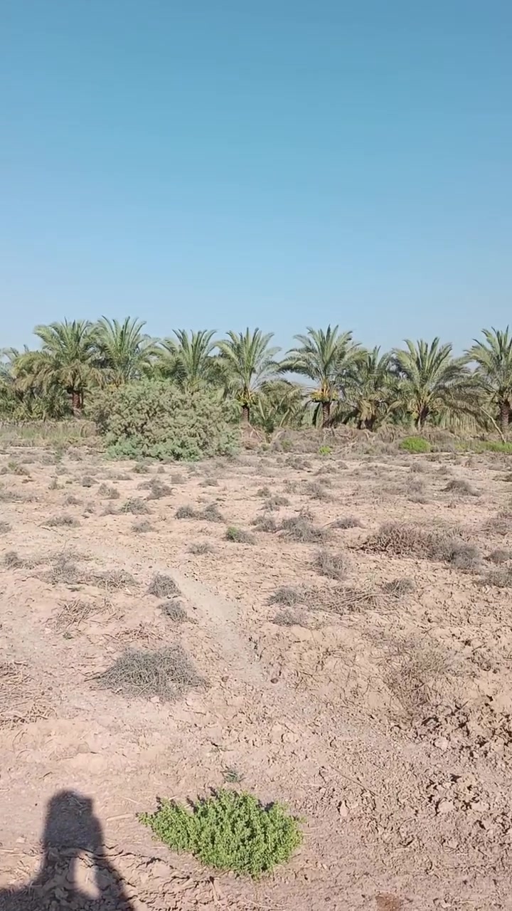 ارض للبيع      قريبه عله  فرع الوركاء  
للتواصل على الرقم ‏‪***********‬‏
