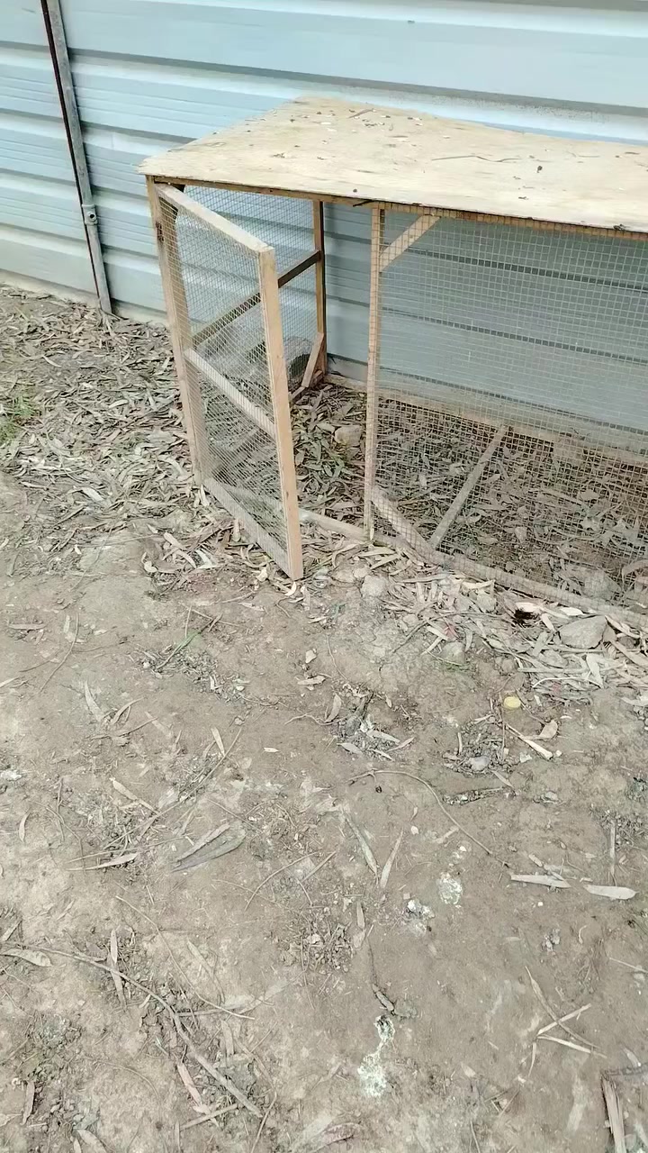 متوفر ٤ اقفاص هل كوم للدكلي شبيهن مابيهن خشب نضيف بس يحتاجلهن ترتيب ب٤٠
مكان طارميه
***********
