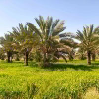 طابو زراعي • أقل من ٨دوانم • طريق حلة ديوانية