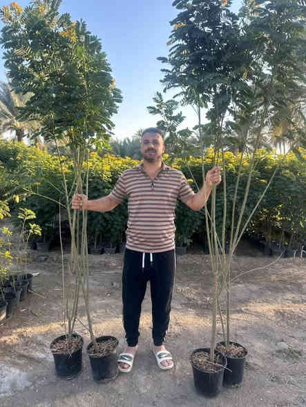 اكاسيا مصريه
الكميات خير من الله 

الاسعار تخبل 

التفاصيل ع الخاص
او للأستفسار *********** 

الحله / الرارنجيه
