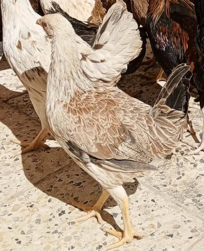 اللهم صل على محمد وآل محمد 🧿🥰
متاح متاح دجاجات دندراوي 5 +1
عمر 6 أشهر علا وجه مبياض
دجاج احلا من التصوير واخشن بلتصوير مابينات 
مفرد بسعر وشلع بسعر🥰🤍
مكان شطره الحولي 📌


**إذا كنت صاحب هذا الإعلان وتريد حذفه لأي سبب، رجاءا أرسل رسالة إلى الدعم الفني**