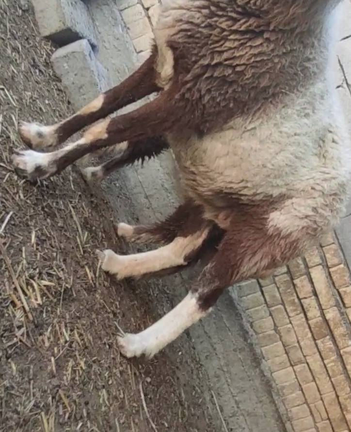 عمي هاذ الجمال ام ثالث النعجه عمي البطها رابع 
نعجه للبيع مطفل او مضرع منزله النعجه سعرها 750سمينه خير من الله
 كرمه بني سعيد ***********
