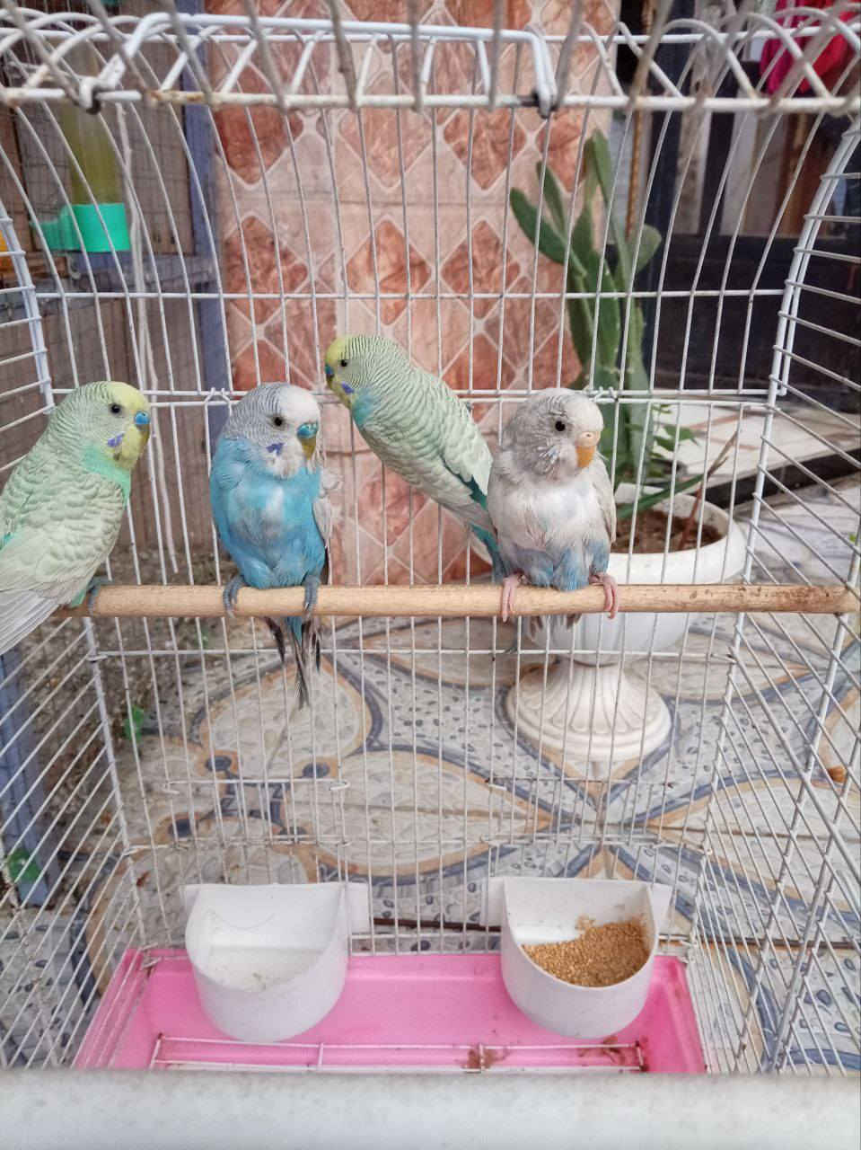 بلابل حب للبيع
سعر الزوج 12وبيه مجال للاستفسار ***********
