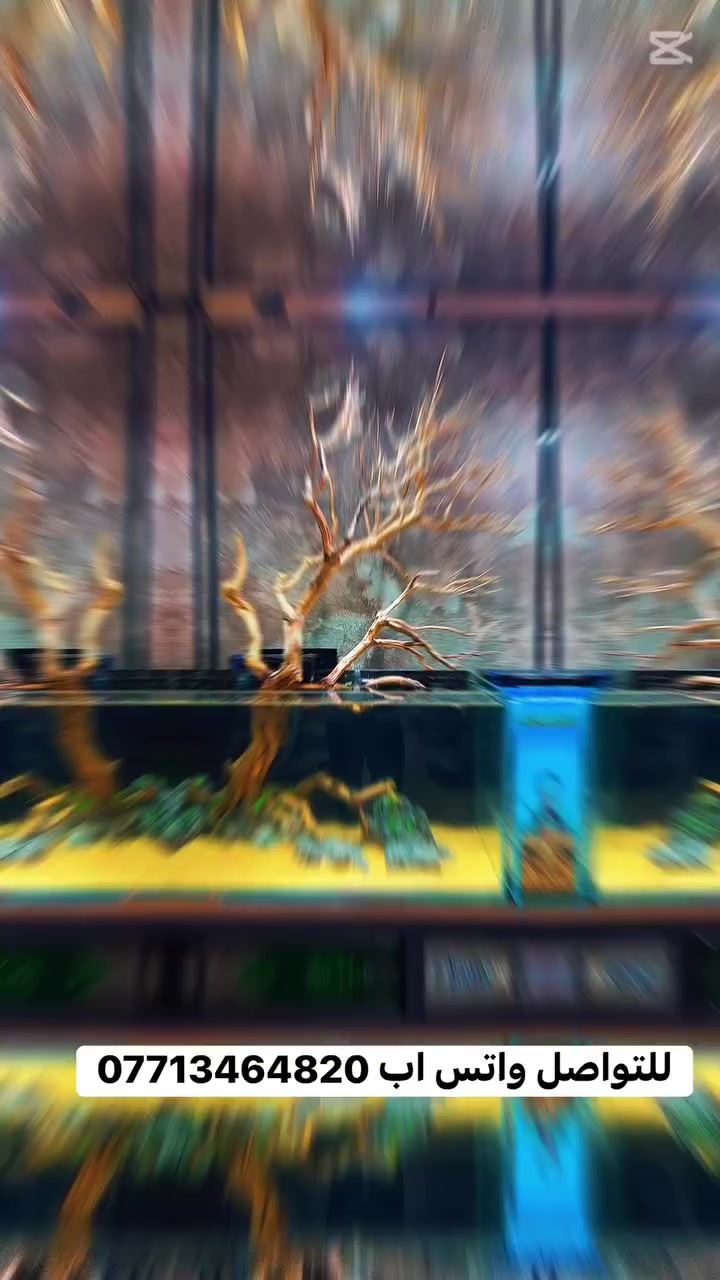 #اناقة . #متانة . #حرفية بالتصميم . #ضمان …. 

الغوص في بحرٍ من الحياة والألوان…
حيث تتحول زاوية من منزلك أو مكتبك إلى عالمٍ نابضٍ بالحيوية، تتراقص فيه الأسماك النهرية  بأنواعها كأنها لوحات فنية تتحرك برشاقة مع ديكور طبيعي من الصخور والاخشاب والزرع الطبيعي . 
دع البحيرات تقترب إليك…
واجعل تفاصيل يومك أجمل بمساحةٍ تفيض بالحياة.

………….
👇👇👇👇👇👇👇👇👇 

للحجز او الطلب او معرفة السعر وباقي التفاصيل  والموديلات راسلنا على الواتس اب  ..
للتواصل واتس اب 
***********
👇👇👇👇👇
رابط الواتس اب 
https://wa.me/message/HGVGA73WBKX7N1
رابط التيك توك
https://www.tiktok.com/@osamaalsudane?_t=8nKrZkRPojB&_r=1
رابط الفيس بك
https://www.facebook.com/profile.php?id=61560275963976&mibextid=LQQJ4d

🔴🔴🔴🔥🔥🔥🔥🔴🔴🔴🔴🔴

#جيروز #مستلزمات_احواض 
#احواض_زينة
 #اسماك_زينة
#ديكور_احواض #عالم_الاسماك #نباتات_مائية
#فلتر_احواض #إضاءة_RGB #إضاءة_احواض
#هواة_الاسماك #تنسيق_احواض #تجهيز_احواض
#اسماك_ملونه #محبي_الاسماك
‏ #AquariumSupplies
‏#FishTankSetup #Aquascaping #RGBLighting
‏#AquariumGear #TropicalFish #PlantedAquarium
‏#FreshwaterAquarium #AquariumAddict #AquariumLovers
‏#Jeros #AquariumLife
