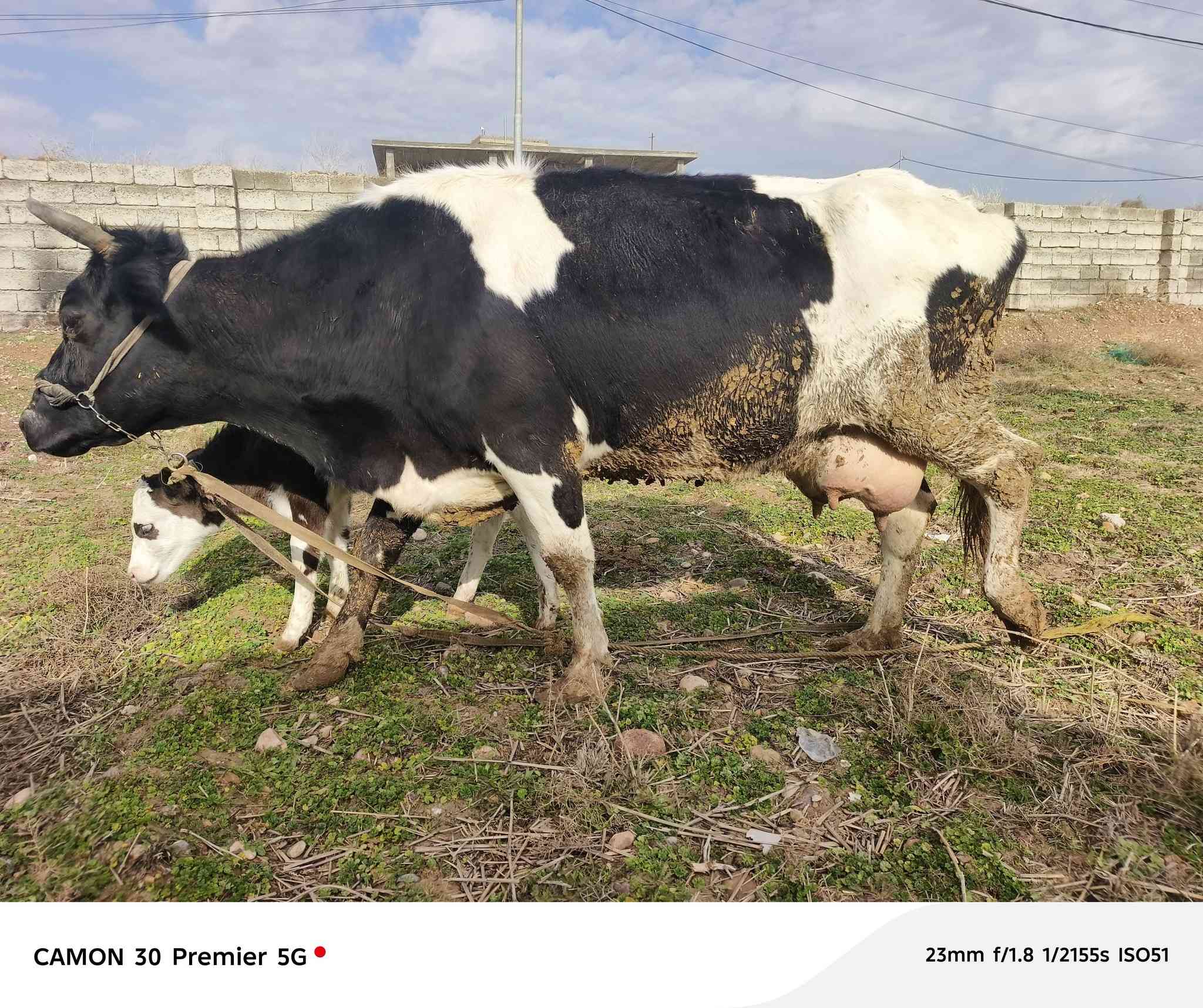 السلام عليكم
متاح رقوث زراعيه  اصليه 
ثالث بطن 
وراها حولي سميتال اصلي 
دابه مال بيت 
رقم واحد على واحد 
حليب ودسامه 5بطاله شرط
شرط مامحينه شرط 
كافت الشروط الجني 
شرط تحلب الولاد 
يرهم مراوس بحلال 
المكان الزاب قرية شميط 
***********
