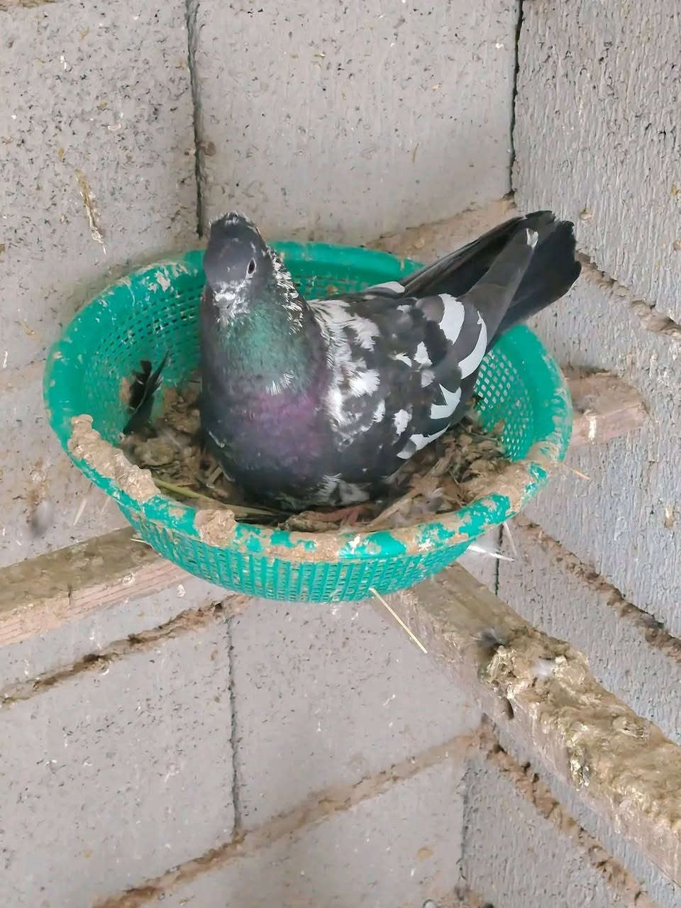 هنادي للبيع


**إذا كنت صاحب هذا الإعلان وتريد حذفه لأي سبب، رجاءا أرسل رسالة إلى الدعم الفني**