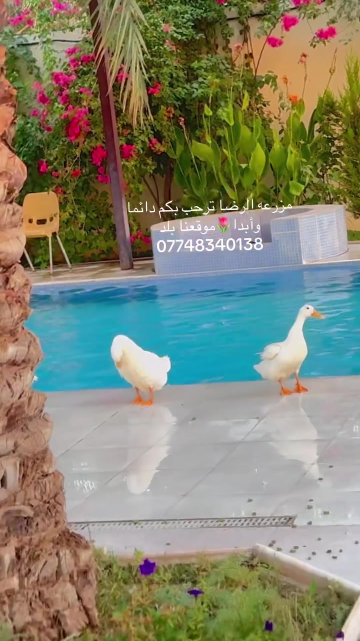 متوفره حجوزات في مزرعة الرضا 🌳🍇موقعها بلد
***********

