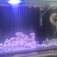 حوض قياس ٥٠ سانتيم نضام سامب خلفي سوبر اكرلك اناره هيتر فلتر اسفنجي  م...