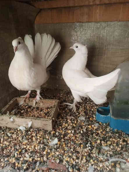 السلام عليكم  زوج طيور هنداوي عرايس للبيع السعر٢٥ الف***********
