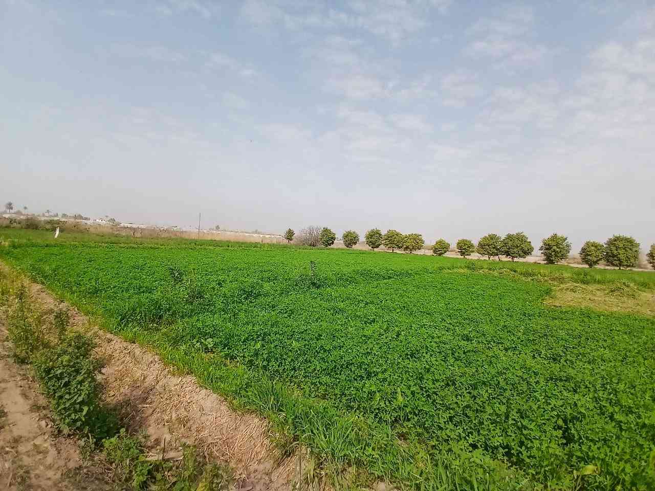 ارض زراعية للبيع اطلالة على الشط بمساحة ٧ دونم ونص مع بيت مبني غرفتين وصالة ومضيف في منطقة المدائن صطيح
للاستفسار على الرقم ***********
