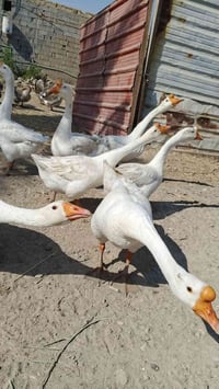 بط كوربرا • فحل • الثغر الصخريجه