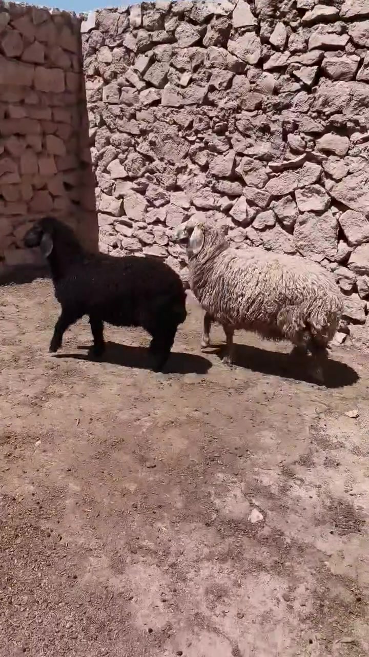 متاح فطايم حلوات واحد عشمه واحد سود خشنه وسمن حلال نضيف درجه أول فول مكفول وين جنايه عل حلال نضيف سعر خاص مكان بروانه سنجك يوجد توصيل حسب لاتفاق ***********
