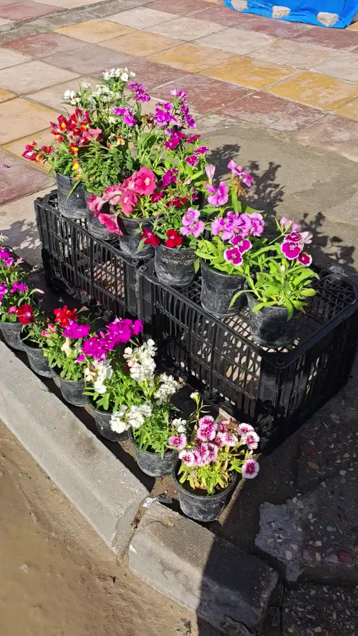 ذي_قار_مركز_المدينه_الإسكان_الصناعي_شارع_الجامع_قرب_الجامع_الكبير
#يوجد_خدمه_توصيل_اتصال_📞*********** 
#وت_سأب_انستگرام_https://www.instagram.com/msahhs87?utm_source=qr&igsh=MWY5czJvaG1sam0zcg==
