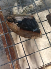 حاوية النترا • قطع غيار • مجانا