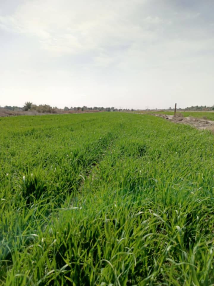 للبيع 4 دونم زراعي أسهم منطقة گدر مناحي على شط العطشان تبعد 4 كم عن مقام الامام المهدي  *********** الاتصال على الرقم
