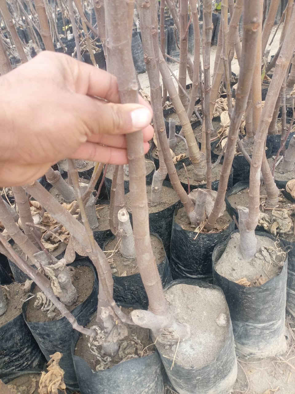 عرض خاص لفترة محدودة
يتوفر لدينا تين أسود بني مسلم أصلي
– ارتفاع الشتلة: متر ونص 
السعر: 5 شتلات بـ 20,000 دينار عراقي
التوصيل: مجاني إلى جميع محافظات العراق 🇮🇶
يتميز بإنتاج وفير، ناضج، وغزير الحمل
مناسب للحدائق المنزلية والأراضي الزراعية
📞 للطلب عبر واتساب او الاتصال على الارقام التالية 
***********
***********
