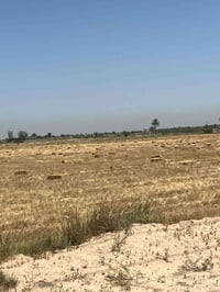 //تبن للبيع المكان لطيفية شاخة 1 السعر 2000 للكبسه الوحده  العدد/600كب...