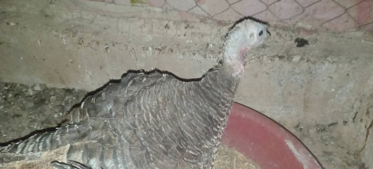 بصراويه نايمه كرك للبيع السعر 30قفلها


**إذا كنت صاحب هذا الإعلان وتريد حذفه لأي سبب، رجاءا أرسل رسالة إلى الدعم الفني**