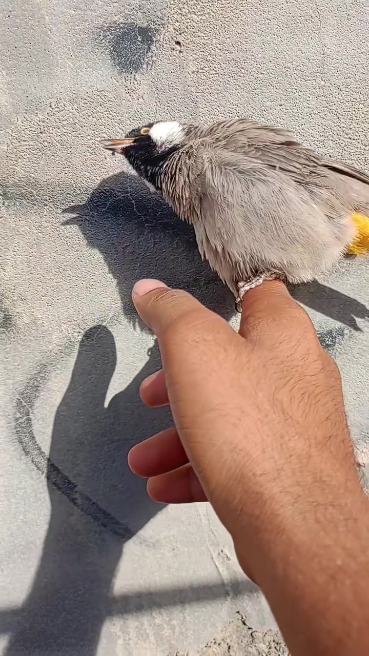 للبيع بلبل مكروض ربه في قضاء المدينه ***********
