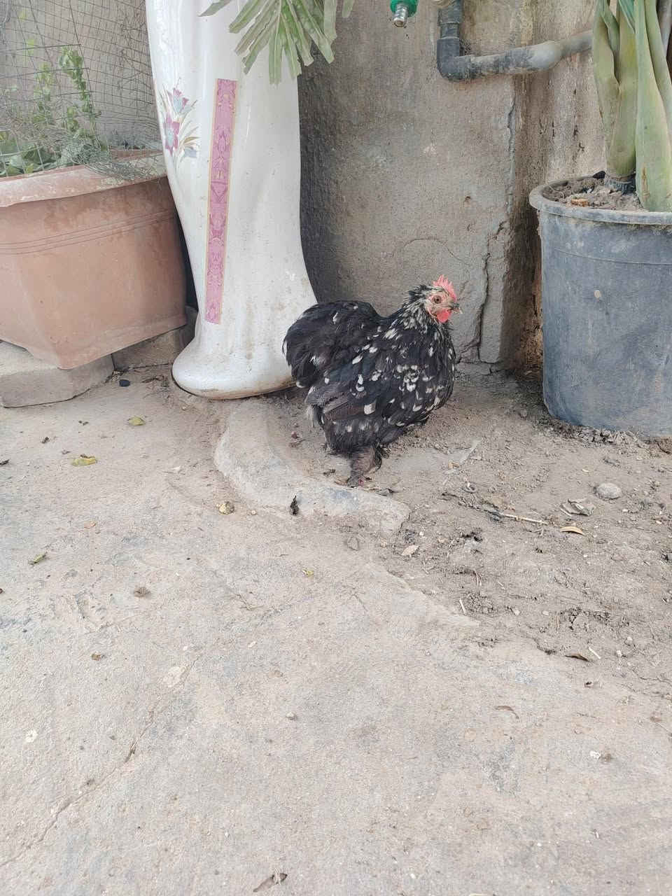 ديج ودجاجة كوجن الدجاجه بياضه ب75 بيهن مجال بسيط العنوان المحمودية


**إذا كنت صاحب هذا الإعلان وتريد حذفه لأي سبب، رجاءا أرسل رسالة إلى الدعم الفني**