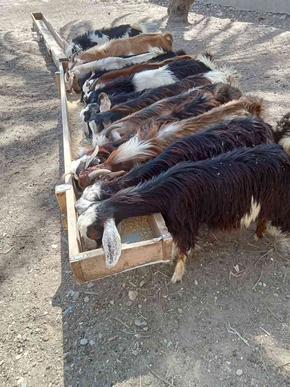 بسم الله ما شاء الله اليوم نقدم ليكم عرض14👌جديان🔥 برقي 🦌👌حر  قرن مفتوح🦌 العمر  5 شهور السعر خاصه 👍🦌 العنوان اسكندريه العامريه خلف استاد برج العرب مزرعه خطاب سلام العزومي تواصل❤️
فون 01220114610///واتس 01117468476


**إذا كنت صاحب هذا الإعلان وتريد حذفه لأي سبب، رجاءا أرسل رسالة إلى الدعم الفني**