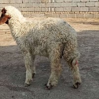 طلية نثية للبيع • دجاج بلدي • دجاج للبيع • فراخ للبيع • طلي للبيع • طل...