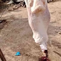 لحم گرگور • لحم طازج • حويجة قرى الحلوات