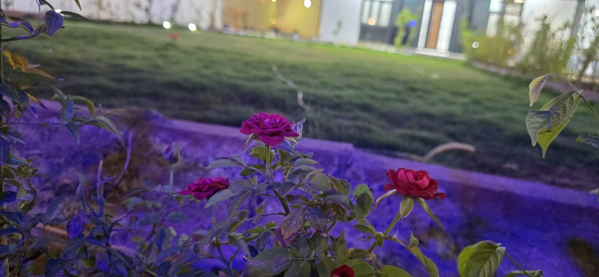 مزرعه عائلية للبيع بمساحه 400 متر
غرفه 5 *3.5
صاله 9*4
مطبخ 3*3 
حمام 2*2 
شامله الاثاث بالكامل ومابيه نقص اي شي
ومزروعه انواع الاشجار رالحمضيات والفواكه
البناء سندويج متعوب عليه جدا
الارضيه كونكريت مسلح رفت
السياج بناء طابوك
شغل درجه اولى ماكو اي نقص بيها تصلح سكن للعوائل وتصلح مزرعه للعوائل
العنوان طريق دغاره ديوانيه نزله مجمع الكرار والخدمات تبليط بالباب وماء وكهرباء واناره ليليه نهاريه
مولده شارع بيها مولده خاصه بيها
سبلت 3 طن وسبلت 2 طن
بلازمه حجم 75 كبير الاصل
مطبخ كاونتر وملحقاته كامل مكمل مع ثلاجه
تخم ديوان 20 مقعد مع ميز طعام من الطراز الحديث 6 نفرات
غرفه اخشاب جديد وحديثه
ارضيه سيراميك
الجدار بديل الخشب وبديل الرخام
السقف   سقف ثانوي
الاناره تاسيس درجه اوله
السكي مال حديقه نضام المرشات يعني ماكو اي نقص
الكراج بعرض 4 متر
واجها المزرعه 14 متر
تكدر توخر السندويج وتبني مباشر لان شغل رفت كونكريت مسلح الكراج والمكان البناء والسياج 
للاستفسار اتصل على الرقم
*********** ديوانية, القادسية
