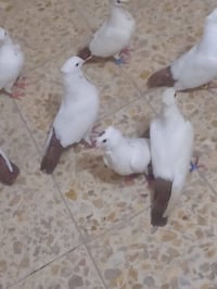 عرافيل • ذيل احمر • ذيل اسود